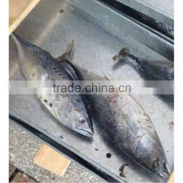 Big size fresh bonito wholesale good quality