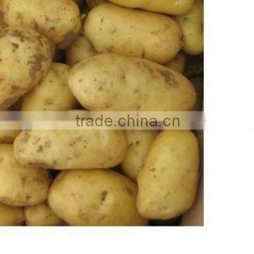 china holland potato