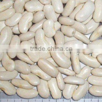 new crop white beans with different sizes