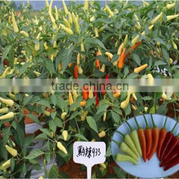 New hybrid F1 white red pepper chilli seeds for growing-993