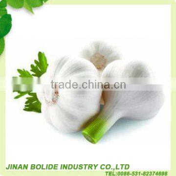 White garlic