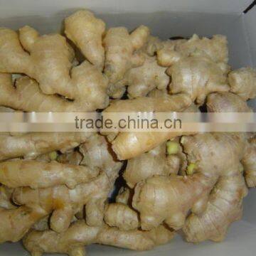 New Fresh Ginger photo-4