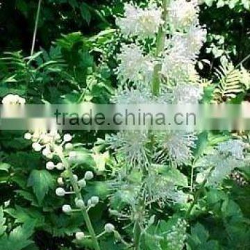 black cohosh p.e