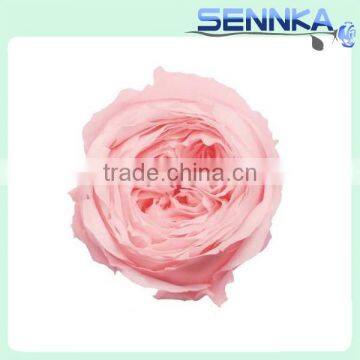 Valentines gifts wholesale preserved flower asutin rose with various colors