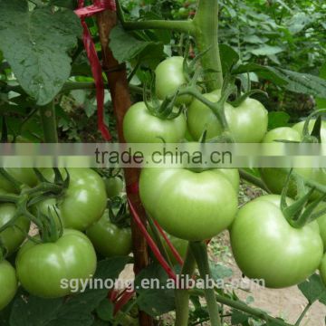 strong growth and medium maturity hybrid green tamato seeds Green Apple F1