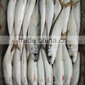 Frozen W/R Pacific Mackerel High-quality Seafood Fresh Fish