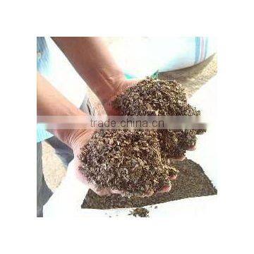 Chopped Sargassum Seaweed