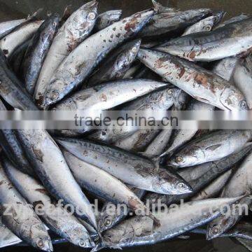 Good Quality Frozen Bonito photo-2