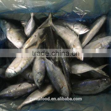 Sea Frozen Big Eye Scad Supplier photo-2