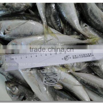 SEA FROZEN HORSE MACKEREL FISH WHOLE ROUND photo-3