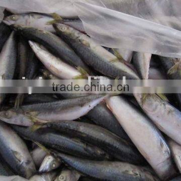 new arrival 6-8pcs frozen mackerel