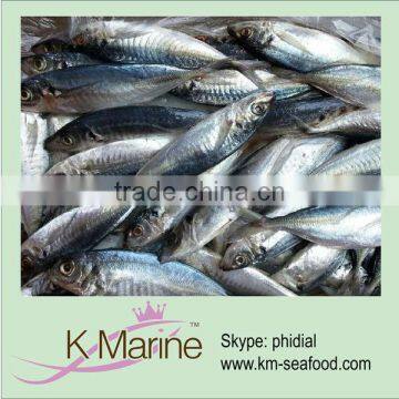 frozen fresh fish pacific horse mackerel