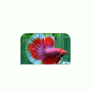 Betta Splendens, Halfmoon, Crowntail Betta