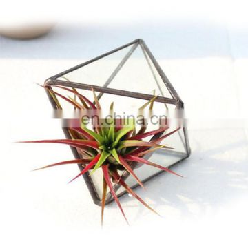 terrarium geometric glass terrarium wholesale