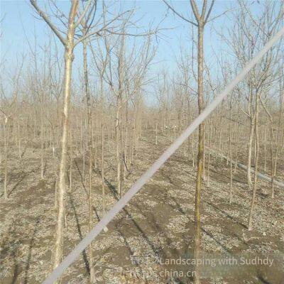 Price of 12 - Centimeter Chionanthus Retusus, Cheap, Guaranteed to Survive photo-2
