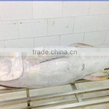 Frozen Yellowfin Tuna