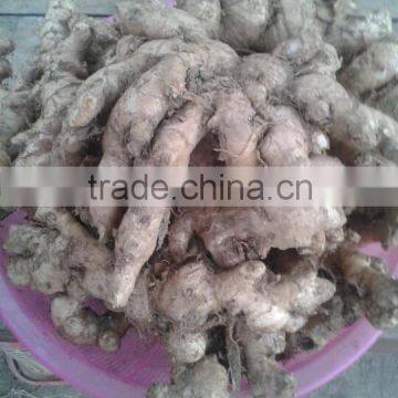 HOT GINGER FROM VIETNAM NEW DROP 2016