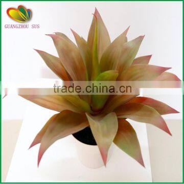 mini yucca plant bonsai tree for home decoration