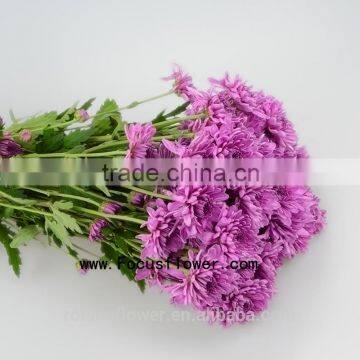 Flower Import Agent Chrysanthemum Bonsai With 10 Stems/Bundle Small Chrysanthemum Bouquet With 0.5kg/Bundle Chrysanthemum Purple