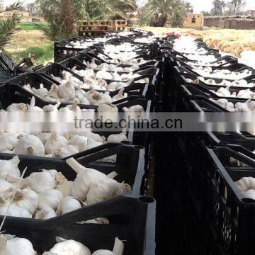 Fresh Garlic photo-2