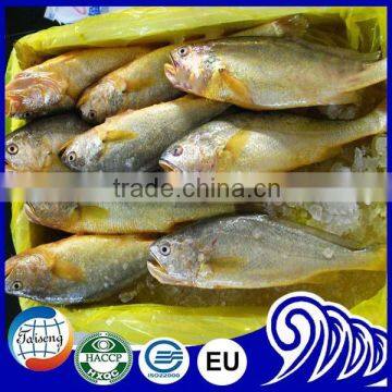 Whole round yellow croaker fish price for market sale