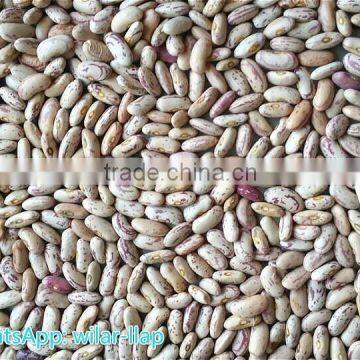 2014 Crop Cheapest Light Speckled Kidney Beans, LSKB , 220-240pcs photo-2