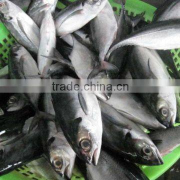 FROZEN HORSE MACKEREL WHOLE ROUND