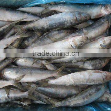 Trawl Catch Frozen Sardine Fish