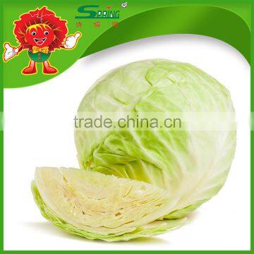 best selling cabbage green cabbage from china frozen cabbage