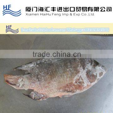 2016 Quality Frozen Black Tilapia Whole Round for Sale