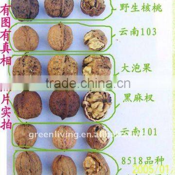 sell delicious dried walnut kenerl in China