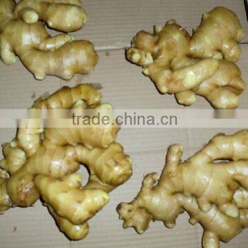 2013 new crop ginger