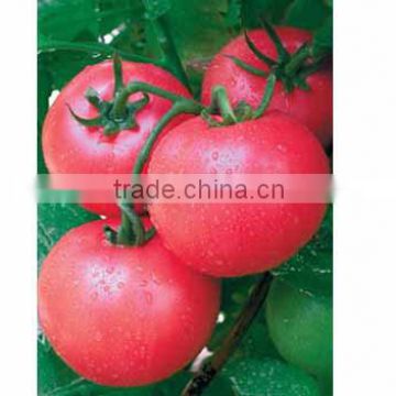 Hybrid F1 Chinese Best Indeterminate Growth Big Pink Tomato Seeds For Sale-Super Pink King