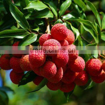 Litchi Tree Seedling