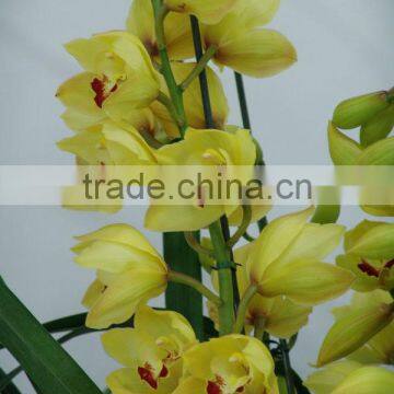 Cymbidium