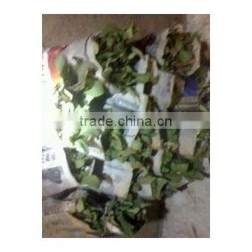 Wholesale Fresh Cut Flower Rose Plants of Various Colors photo-4