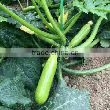 Marrow/Squash Seed Qing Yu photo-6