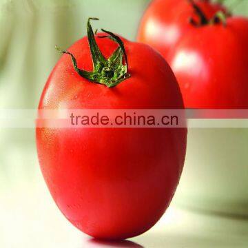 2016 trending products high seed germination red round tomato seeds to plant