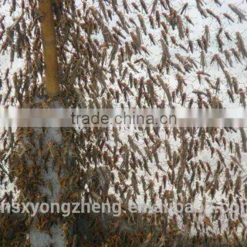 Freeze Dried Grasshopper For Pet Birds Food photo-2