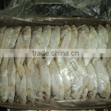 KattiFish photo-2