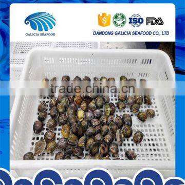 Frozen Boiled Whole Hard Clam in V-pack