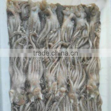 Frozen Squid Head photo-2