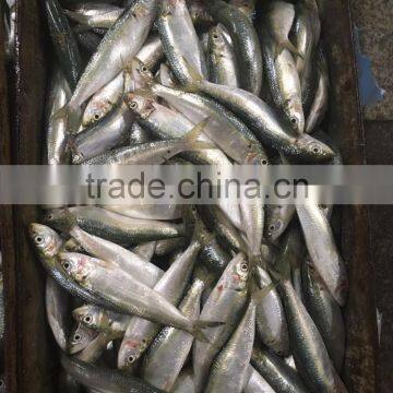 2016 On Sale Best Price Frozen Sardines photo-3