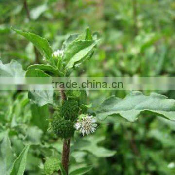 ECLIPTA ALBA photo-2