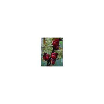Dry Hibiscus Flower photo-2