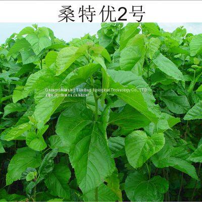 Mulberry Seeds Mulberry Tree Seedling Guangxi Sang te You 2 Mulberry for Sericulture photo-4
