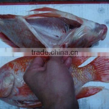 Frozen Red Tilapia fish W/R WGS WGGS IQF