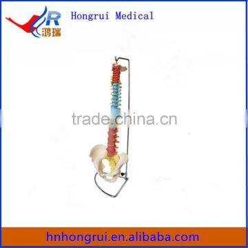 Didactic Vertebral Column with Pelvis