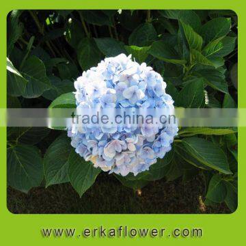 Natural touch preseved hydrangea flowers as the bouquet ball in wedding
