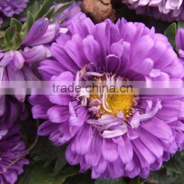 Nees Common China- aster,Callistephus chinensis (Linn.) Nees, flower seed,herb seed,vegetalbe seed,fruit seed,grass seed